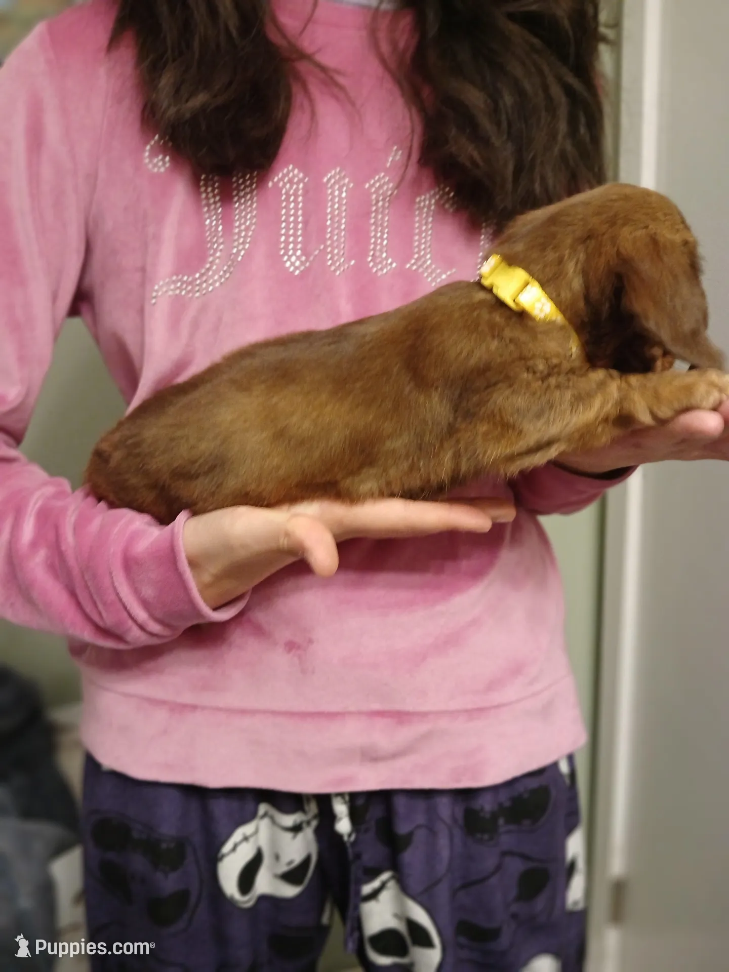 Luna , a female Miniature Dachshund for sale in Burlington, MA – 2 of 2