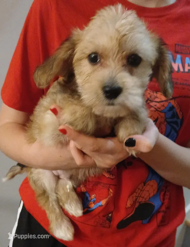 Chance – Yorkipoo puppy for sale in Burlington, MA
