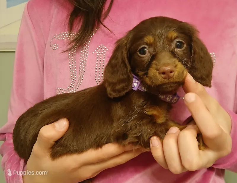Cocoa – Miniature Dachshund puppy for sale in Burlington, MA