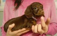 Cocoa, a female Miniature Dachshund for sale in Burlington, MA – Photo 2 of 2