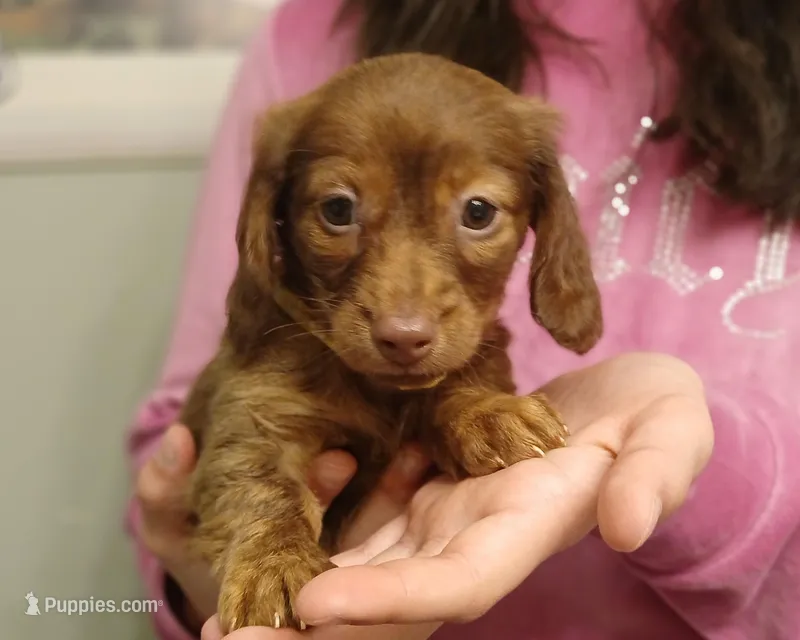 Luna – Miniature Dachshund puppy for sale in Burlington, MA