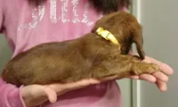 Luna, a female Miniature Dachshund for sale in Burlington, MA – 2 of 2