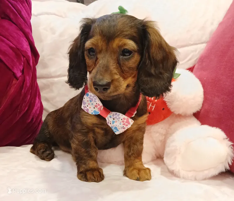 Mia – Miniature Dachshund puppy for sale in Burlington, MA