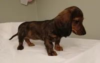 Mia, a female Miniature Dachshund for sale in Burlington, MA – 2 of 3