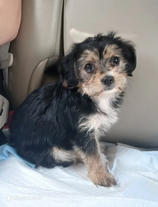 Kiki – Yorkipoo, Miniature Dachshund puppy for sale in Burlington, MA