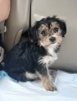 Kiki, a female Yorkipoo and Miniature Dachshund for sale in Burlington, MA – 1 of 2