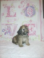 Bella , a female Doxiepoo for sale in Burlington, MA – 2 of 3