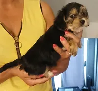 Kiki, a female Yorkipoo for sale in Burlington, MA – 2 of 2