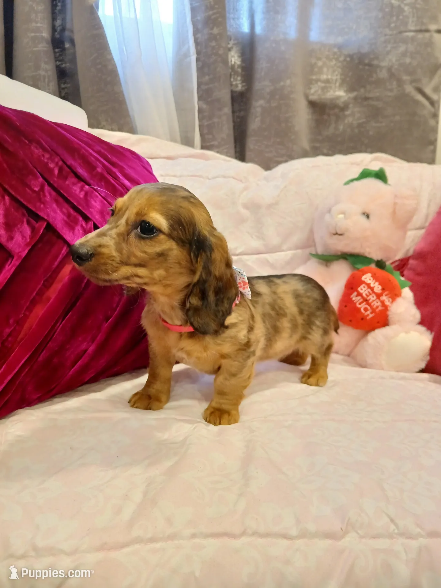 Ruby, a female Miniature Dachshund for sale in Burlington, MA – 1 of 3