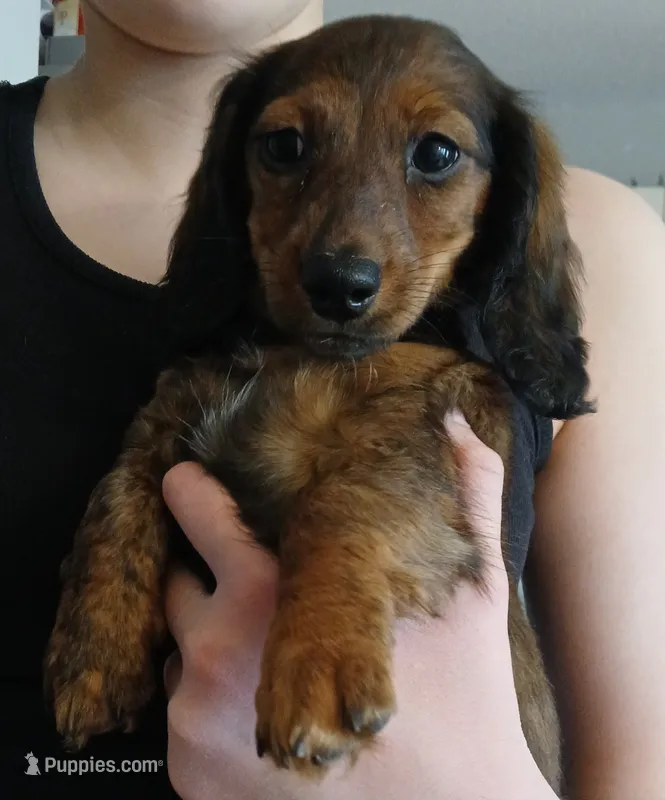 Mia – Miniature Dachshund puppy for sale in Burlington, MA