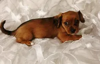 Olivia, a female Yorkipoo and Miniature Dachshund for sale in Burlington, MA – 2 of 2