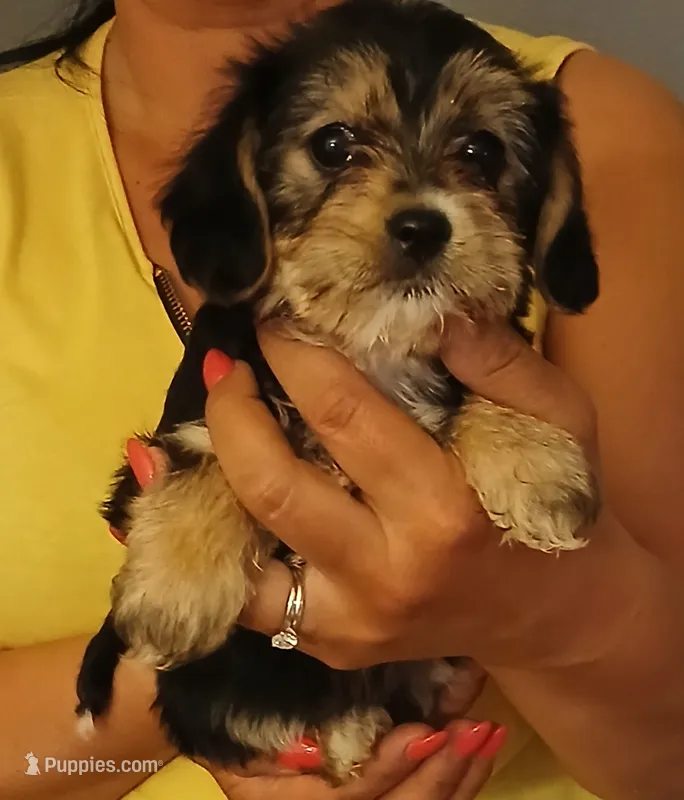 Kiki – Yorkipoo, Miniature Dachshund puppy for sale in Burlington, MA