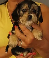 Kiki, a female Yorkipoo and Miniature Dachshund for sale in Burlington, MA – 1 of 2