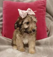 Bella, a female Poodle - Miniature  and Miniature Dachshund for sale in Burlington, MA – 2 of 3