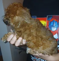 Willa, a female Doxiepoo for sale in Burlington, MA – 2 of 2