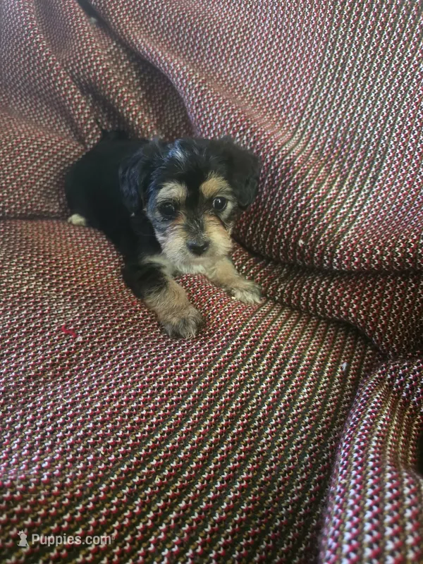 Misty – Shih Tzu, Yorkshire Terrier puppy for sale in Burlington, MA