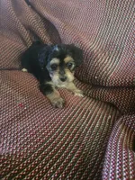 Misty, a female Shih Tzu and Yorkshire Terrier for sale in Burlington, MA – 1 of 2