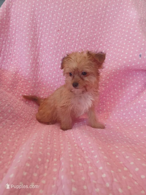 Starry – Yorkipoo puppy for sale in Salem, MA