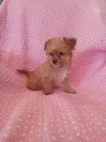 Starry, a female Yorkipoo for sale in Salem, MA – Photo 1 of 2