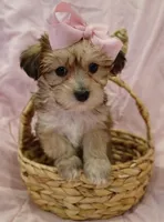 Starry, a female Yorkipoo for sale in Burlington, MA – Photo 1 of 4