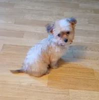 Starry, a female Yorkipoo for sale in Burlington, MA – Photo 3 of 4