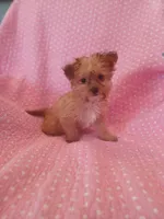 Starry, a female Yorkipoo for sale in Salem, MA – Photo 2 of 2