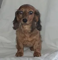 Baby, a female Miniature Dachshund for sale in Burlington, MA – 2 of 2
