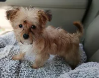 Starry, a female Yorkshire Terrier and Poodle - Toy  for sale in Burlington, MA – Photo 3 of 3