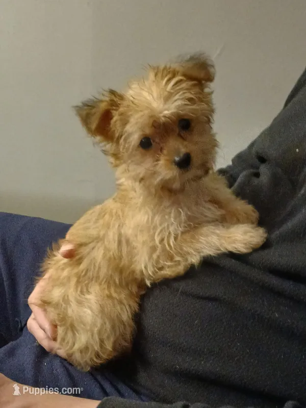 Starry – Yorkshire Terrier, Poodle - Toy  puppy for sale in Burlington, MA