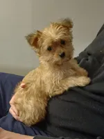Starry, a female Yorkshire Terrier and Poodle - Toy  for sale in Burlington, MA – Photo 1 of 2
