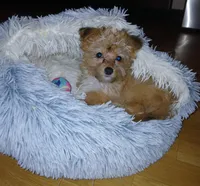 Starry, a female Yorkshire Terrier and Poodle - Toy  for sale in Burlington, MA – Photo 2 of 2
