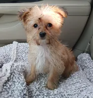 Starry, a female Yorkshire Terrier and Poodle - Toy  for sale in Burlington, MA – Photo 2 of 3