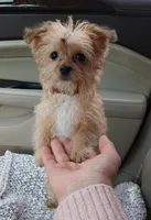 Starry, a female Yorkshire Terrier and Poodle - Toy  for sale in Burlington, MA – Photo 1 of 3