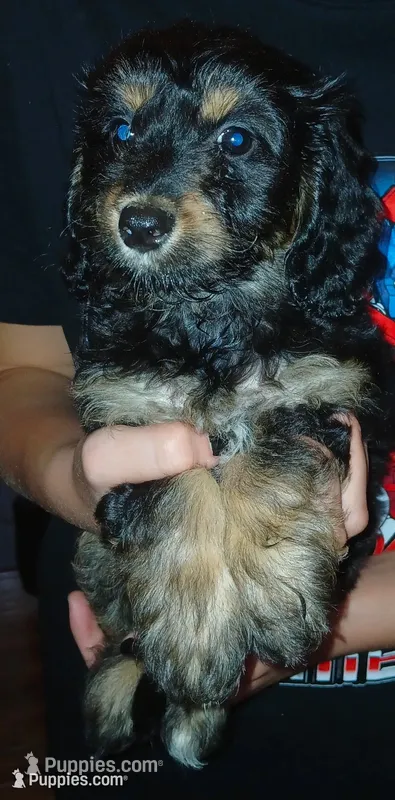 Lana – Doxiepoo puppy for sale in Burlington, MA
