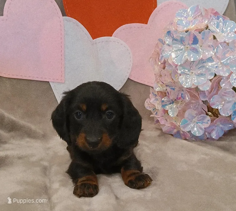 Lucky – Miniature Dachshund puppy for sale in Burlington, MA