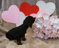 Lucky, a male Miniature Dachshund for sale in Burlington, MA – Photo 2 of 2