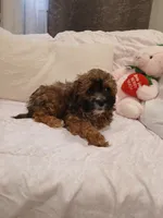 Cinnamon , a female Poodle - Miniature  for sale in Burlington, MA – 2 of 2