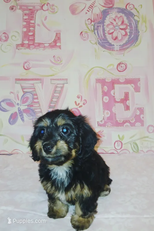 Ella – Doxiepoo puppy for sale in Burlington, MA