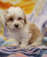 Leo, a male Maltipoo for sale in Burlington, MA – Photo 1 of 2