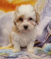 Leo, a male Maltipoo for sale in Burlington, MA – Photo 2 of 2