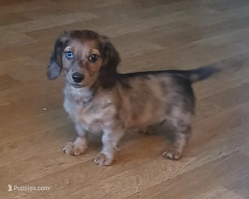 Ruby – Miniature Dachshund puppy for sale in Burlington, MA