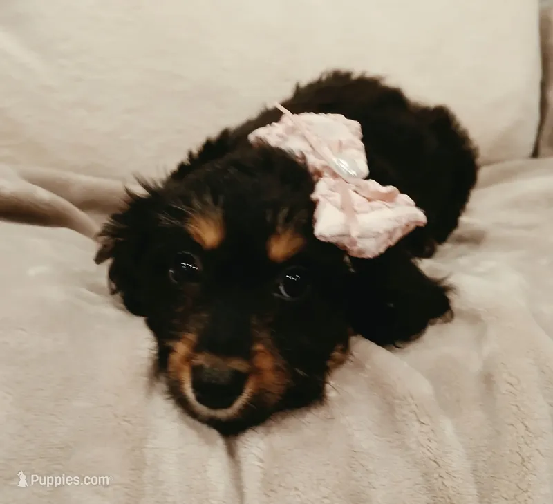 Lana – Poodle - Miniature  puppy for sale in Burlington, MA
