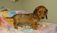Ruby, a female Miniature Dachshund for sale in Peabody, MA – 2 of 2