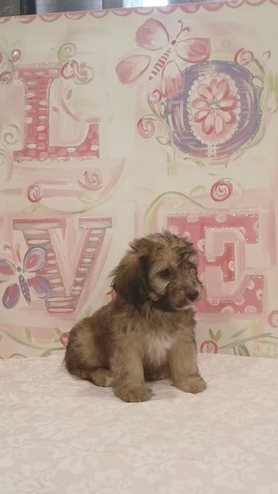 Bella , a female Doxiepoo for sale in Burlington, MA – 4 of 4