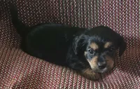 Chance, a male Shih Tzu and Yorkshire Terrier for sale in Burlington, MA – 2 of 2