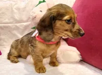 Ruby, a female Miniature Dachshund for sale in Burlington, MA – 3 of 3
