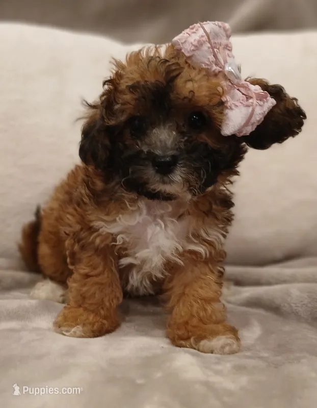 Cinnamon  – Poodle - Miniature , Miniature Dachshund puppy for sale in Burlington, MA