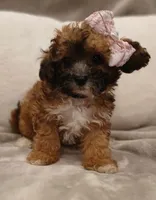 Cinnamon , a female Poodle - Miniature  and Miniature Dachshund for sale in Burlington, MA – 1 of 2