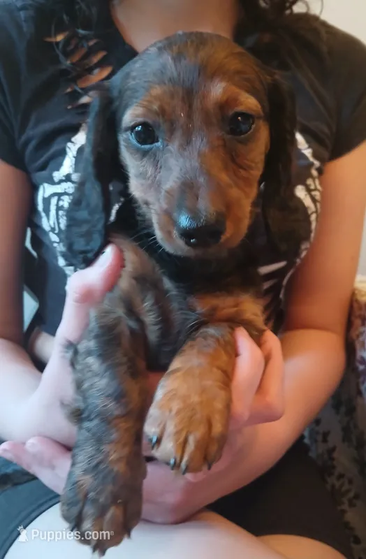 Mia – Miniature Dachshund puppy for sale in Burlington, MA