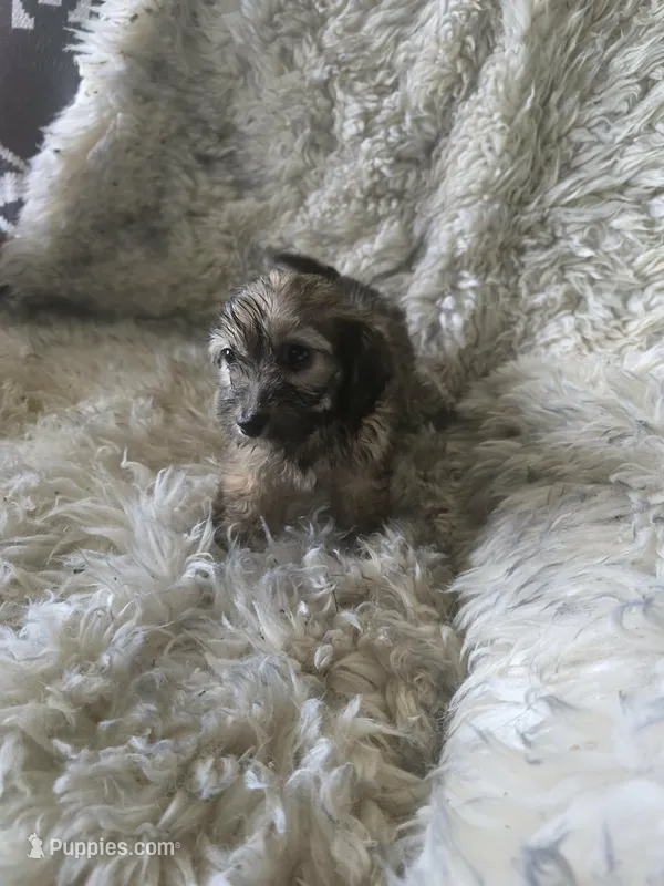 Daisy – Bichon Frise, Doxiepoo puppy for sale in Burlington, MA